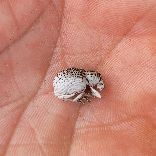 Cydianerus latruncularius