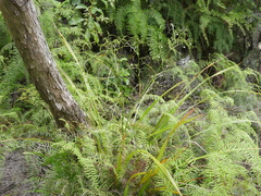 Dianella nigra