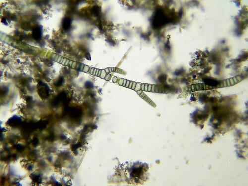 Compsopogon caeruleus observed 2025-12-06
