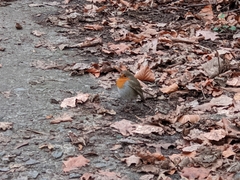 Erithacus rubecula