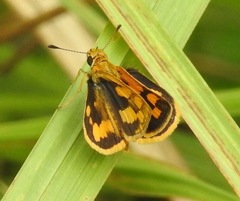 Taractrocera luzonensis