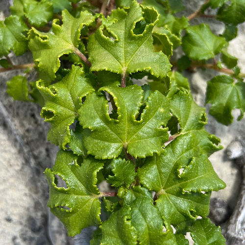Triumfetta repens observed 2025-11-13