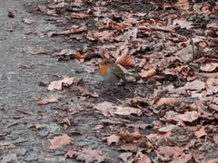 Erithacus rubecula