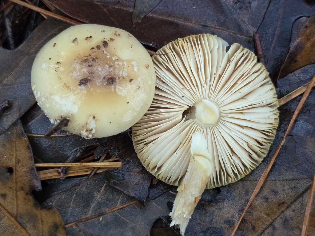 Amanita crenulata · December 2025 · photo: © christinebraaten (iNaturalist, cc0)