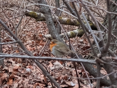 Erithacus rubecula