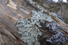 Punctelia perreticulata