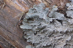 Punctelia perreticulata