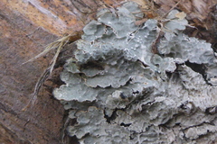 Punctelia perreticulata