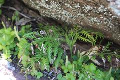 Asplenium haurakiense