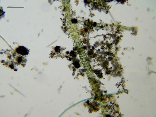 Compsopogon caeruleus observed 2025-12-06