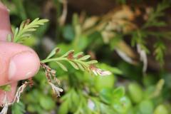 Asplenium haurakiense