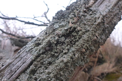 Punctelia perreticulata