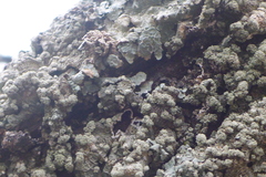 Punctelia perreticulata