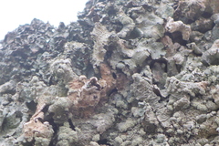 Punctelia perreticulata