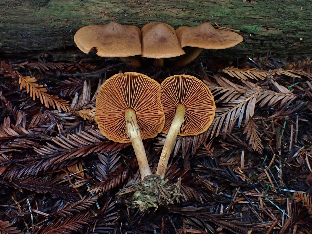 Cortinarius viridiflavus · December 2025 · photo: © mandymushii (iNaturalist, cc-by)