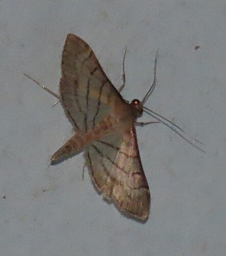 Trapeze Moth photo 4