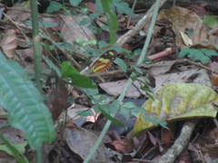 Mechanitis lysimnia nesaea