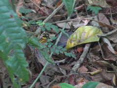 Mechanitis lysimnia nesaea