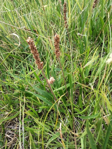 narrow plantain (Plantago gaudichaudii)