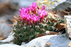 Mammillaria melanocentra rubrograndis