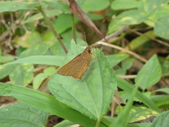 Xanthoneura telesinus