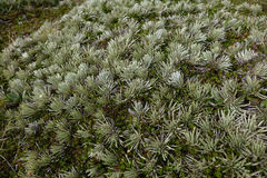 Celmisia sessiliflora