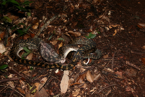 Australian Scrub Python sighting