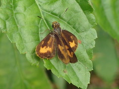 Oriens californica