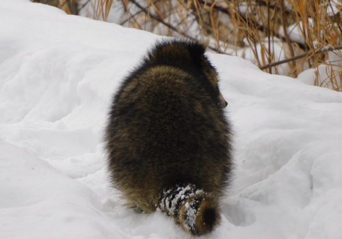 Common Raccoon photographed in Wisconsin