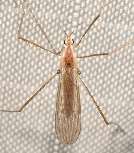 Unknown species found near Hamden, CT, USA