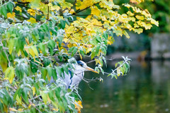 Ardea cinerea