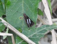 Notocrypta paralysos volux