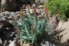Penstemon cerrosensis