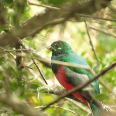 Apaloderma narina narina
