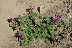 Lupinus concinnus