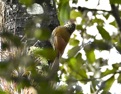 White-striped Woodcreeper (Lepidocolaptes leucogaster), photo 4