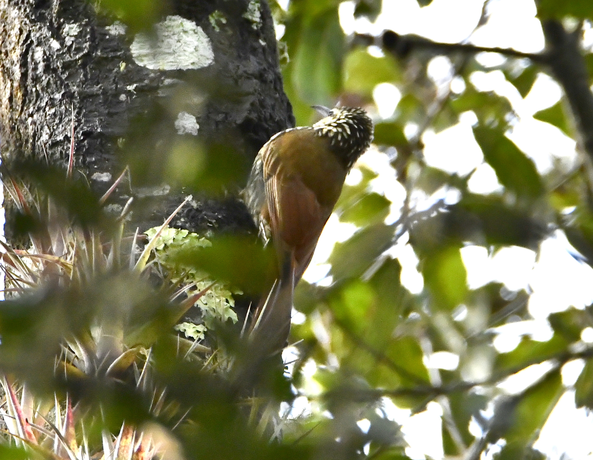 White-striped Woodcreeper (Lepidocolaptes leucogaster), photo 4