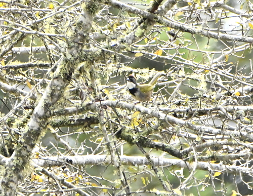 Collared Towhee (Pipilo ocai), photo 7