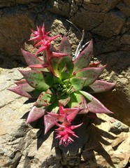 Dudleya cochimiana