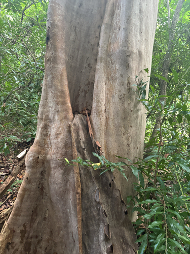 Terminalia oblonga (Terminalia oblonga)