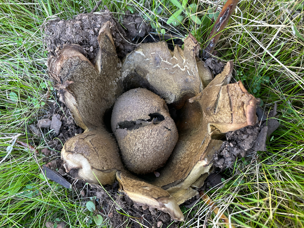Many-rooted Earthball