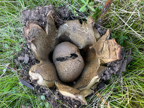 Scleroderma polyrhizum (J.F.Gmel.) Pers.