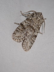 Egira cognata