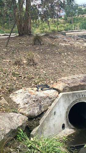 Red-bellied Black Snake sighting