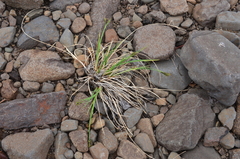 Carex eleusinoides