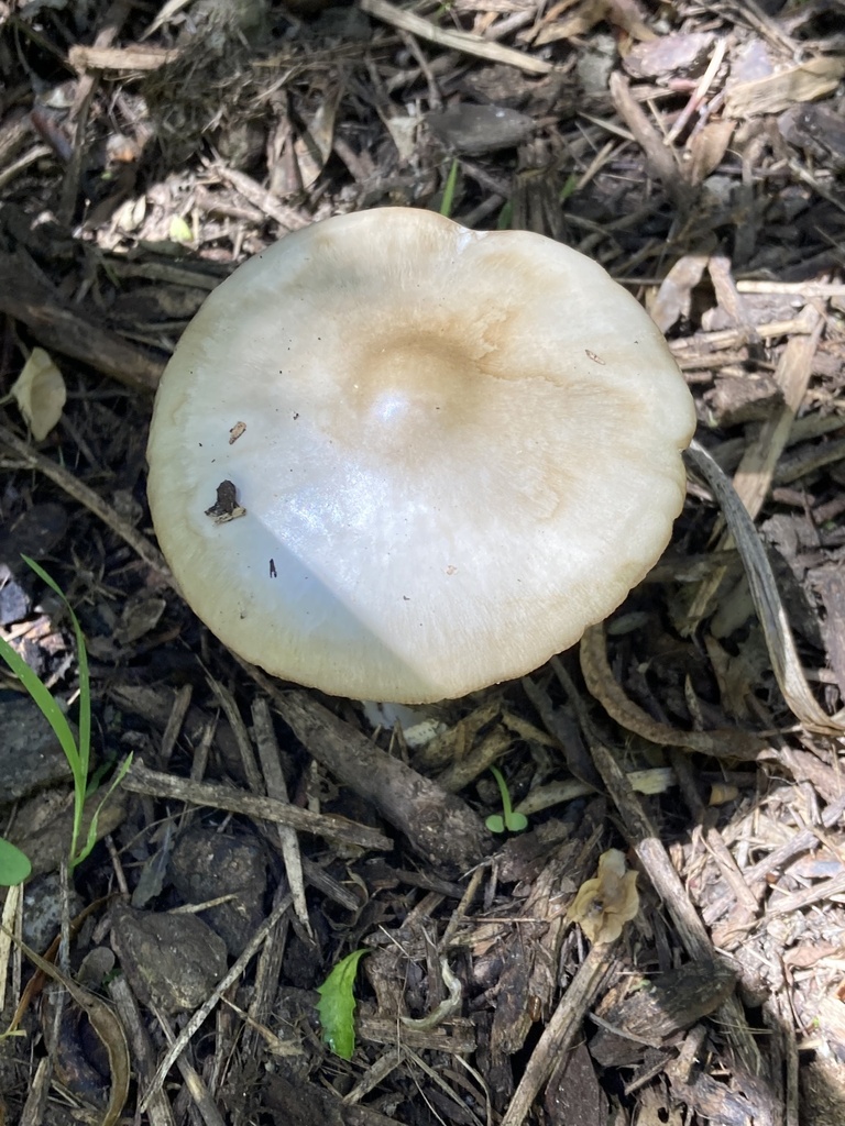 Volvopluteus gloiocephalus · December 2025 · photo: © matt_scott_nz (iNaturalist, cc-by)