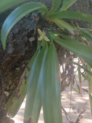 Maxillaria crassifolia
