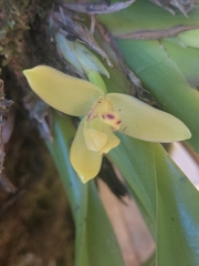 (c) keesgroenendijk, some rights reserved (CC BY) Maxillaria crassifolia, photograph (c) keesgroenendijk, some rights reserved (CC BY)