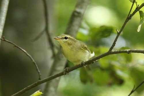Mosquitero verdoso (Phylloscopus trochiloides)