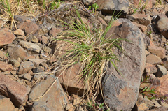 Carex eleusinoides